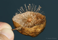 Amphibolips confluenta