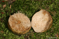 Amphibolips confluenta