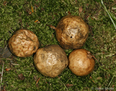 Amphibolips confluenta