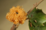 Heteroecus dasydactyli