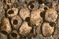 Dryocosmus asymmetricus