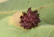 Antron quercusechinus