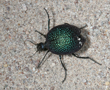 Cysteodemus wislizeni