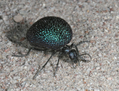 Cysteodemus wislizeni