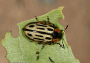 Chrysomela scripta