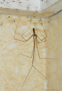 Pholcus phalangioides