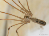 Pholcus phalangioides