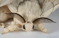 Bombyx mori