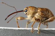 Curculio sp.
