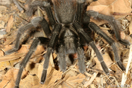 Aphonopelma iodius