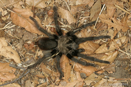 Aphonopelma iodius
