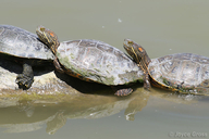 Trachemys gaigeae