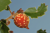 Burnettweldia plumbella