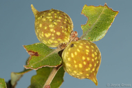 Burnettweldia plumbella