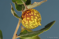 Burnettweldia plumbella