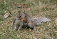 Sciurus carolinensis