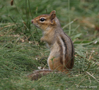 Tamias striatus