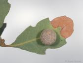 Besbicus multipunctatus