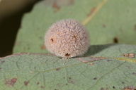 Besbicus multipunctatus