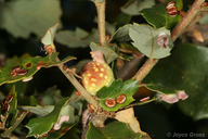 Burnettweldia plumbella