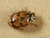 Mulsantina picta
