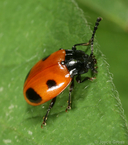 Endomychus biguttatus