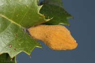 Heteroecus melanoderma