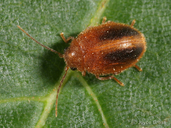 Prionocyphon limbata