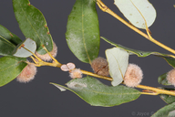 Disholandricus lasius