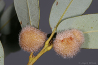 Disholandricus lasius