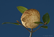 Amphibolips quercuspomiformis