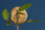 Amphibolips quercuspomiformis