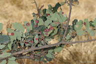 Antron quercusechinus