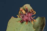 Antron quercusechinus