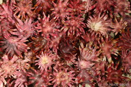 Antron quercusechinus