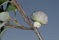 Heteroecus sanctaeclarae