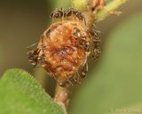 Disholcaspis eldoradensis