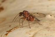 Andricus quercuscalifornicus