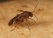 Andricus quercuscalifornicus
