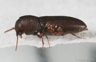 Eucnemidae