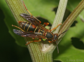 Polistes fuscatus