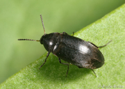 Anaspis atrata