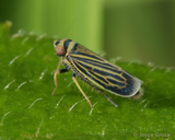 Amblysellus curtisii