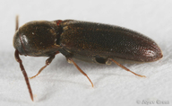 Eucnemidae