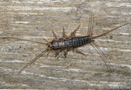 Lepismatidae
