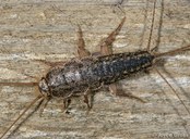 Lepismatidae