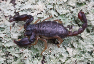 Uroctonus mordax