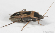 Xanthochilus saturnius