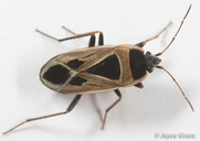 Xanthochilus saturnius