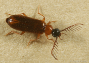 Pedilus flabellatus